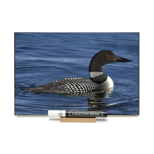Chalk board with picture of Loon. Write on a message with a liquid chalk market.