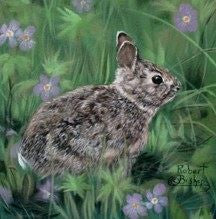 Matted print of a baby Cottontail Rabbit.