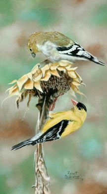 Canvas print of female and male gold finch on sunflower.Painting done by artist Robert Bishop. 