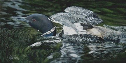 Loon on water. Painting done by artist Robert Bishop.