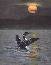 Canvas print of Loon on water flapping wings.