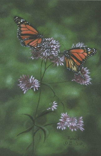 Matted print of two Monarch Butterflies.