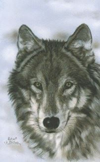 Matted print of Wolf.