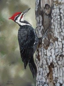 Canvas print of Pileated Woodpecker. Painting done by artist Robert Bishop.