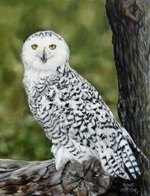 Canvas print of Snowy Owl. Painting done by artist Robert Bishop.