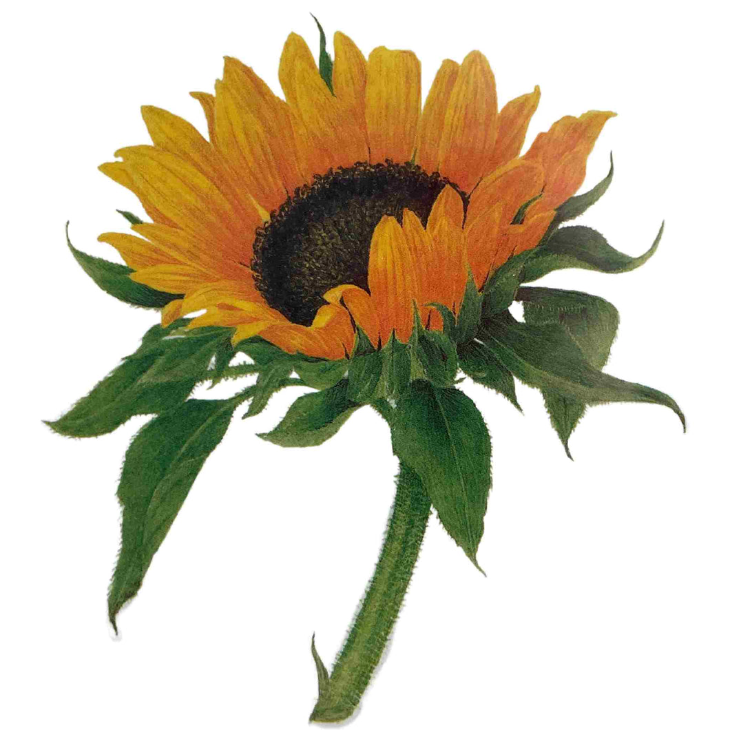 Sunflower tattoo.