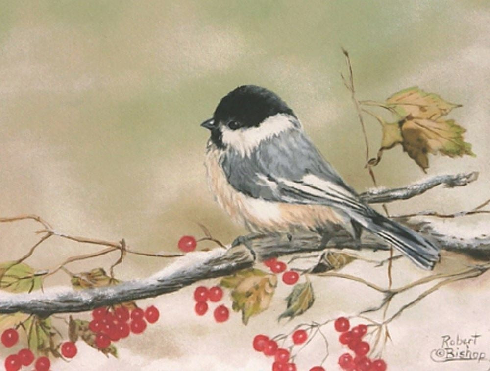 Canvas print by Robert Bishop. Little Chickadee sitting on a branch.